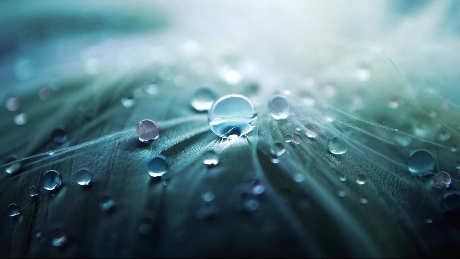 Awesome Crystal Water Drops Leaf – Animated Desktop Wallpaper