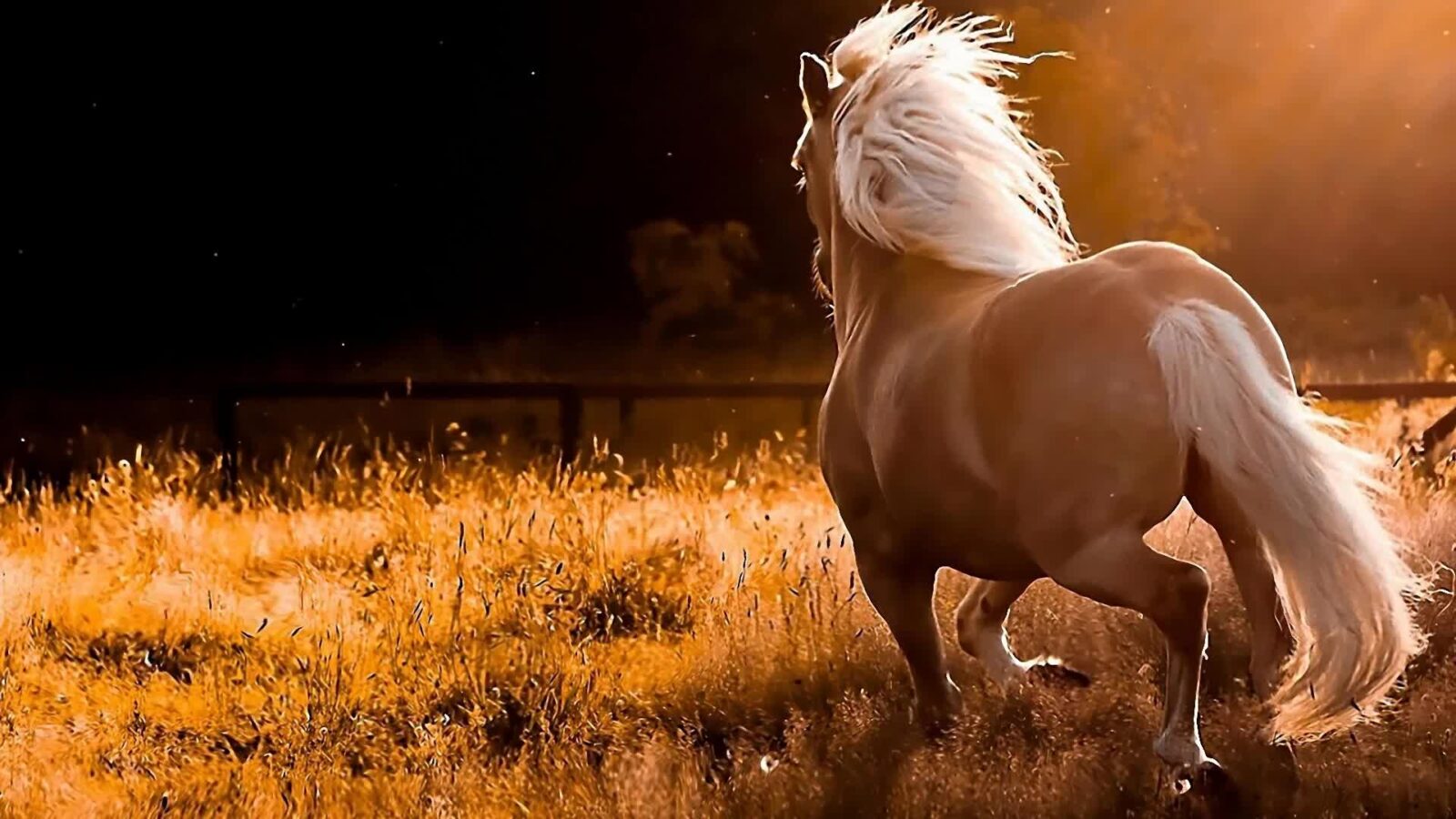 Running Horse Wind and Field - Free Live Wallpaper