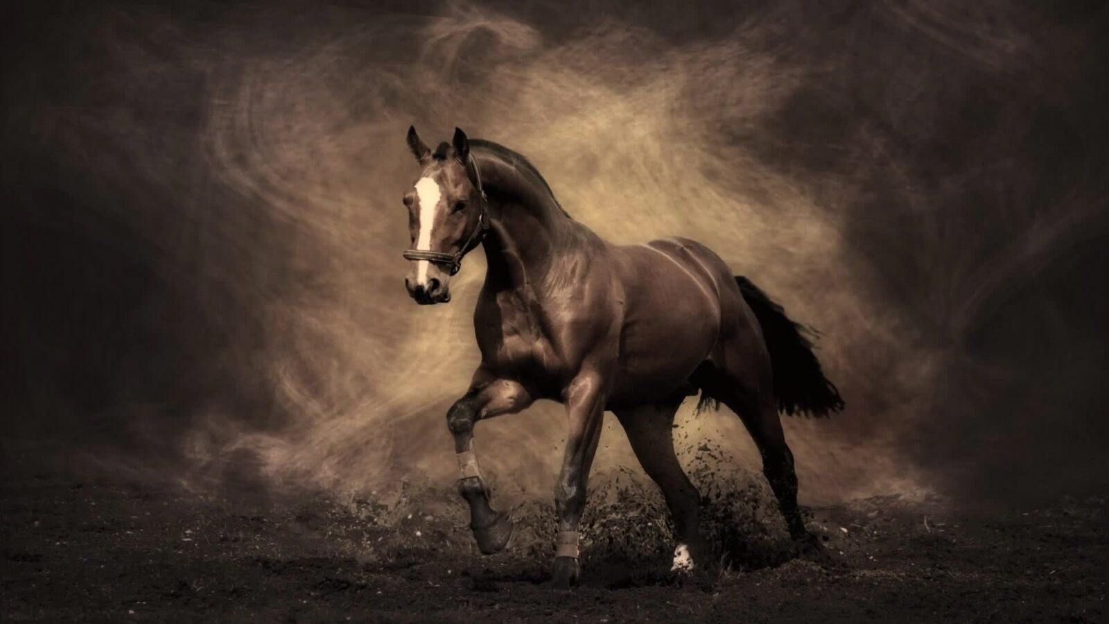 LiveWallpapers4Free.com | Horse Grey Dust Smoke - Free Live Wallpaper
