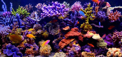 Aquarium Life - Free Live Wallpaper