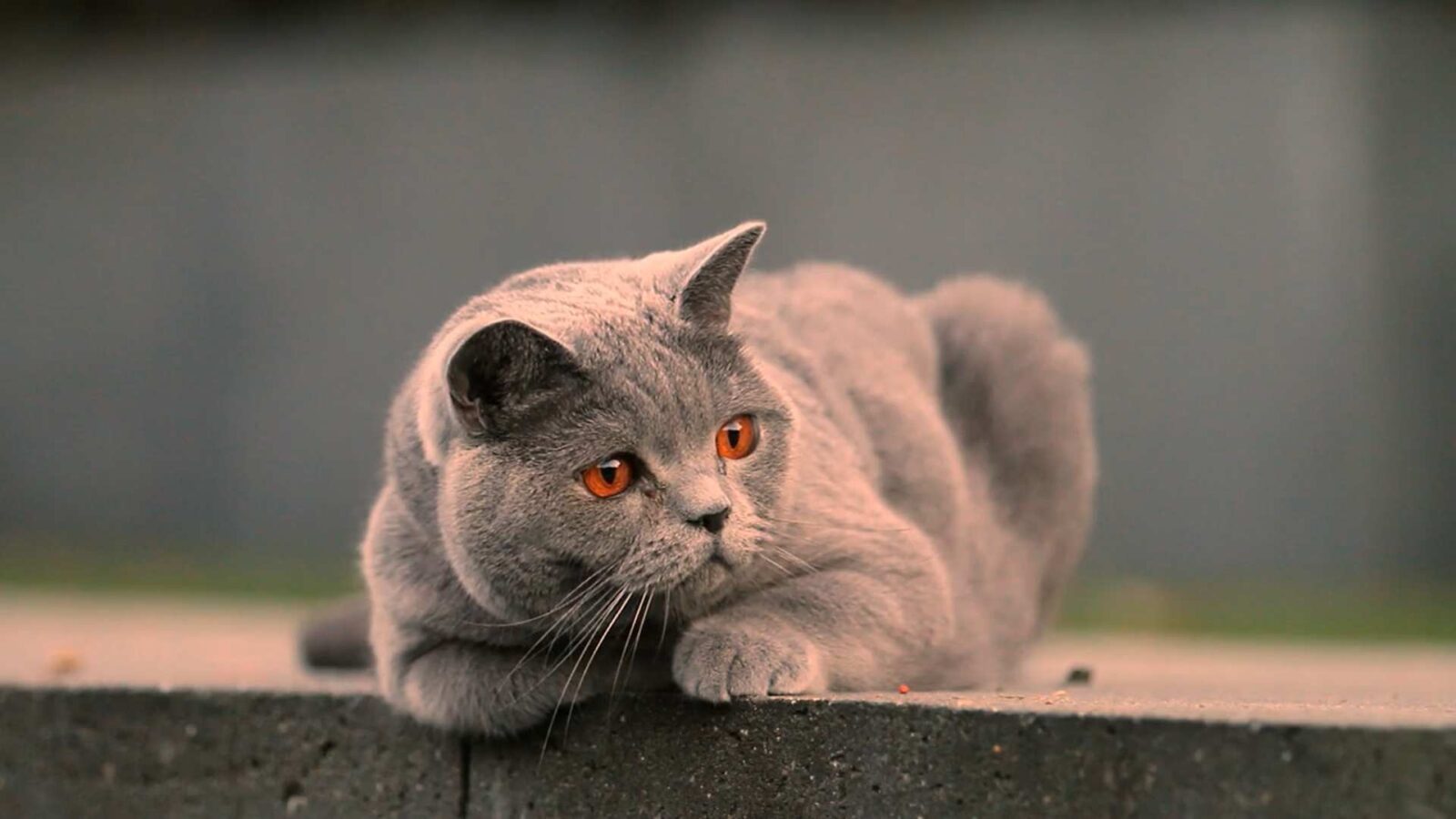 Cute Grey Cat – Free Live Wallpaper