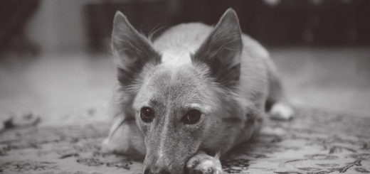 Fluffy Ears Dog Grayscale - Free Live Wallpaper