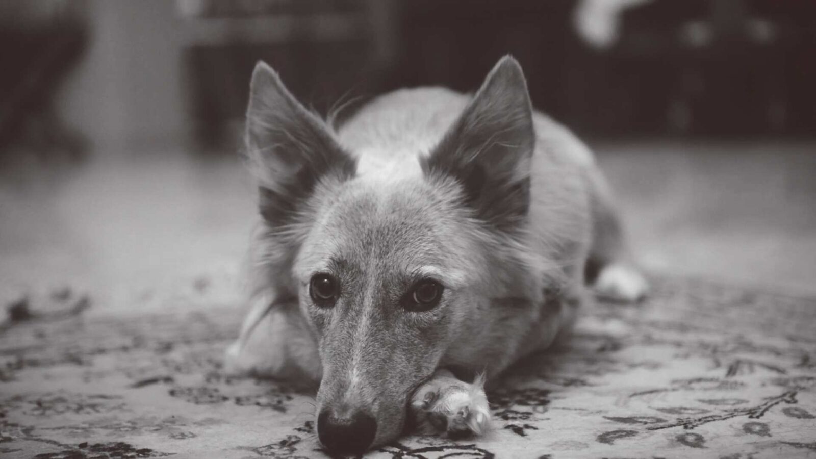 LiveWallpapers4Free.com | Fluffy Ears Dog Grayscale - Free Live Wallpaper