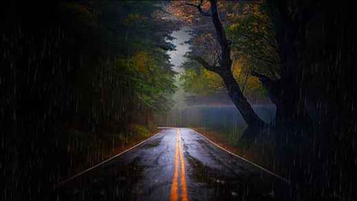 LiveWallpapers4Free.com | Autumn, Rainy Day, Road, Forest - Live Windows