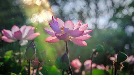 LiveWallpapers4Free.com | Lotus Flower Nelumbo Nature Desktop Background