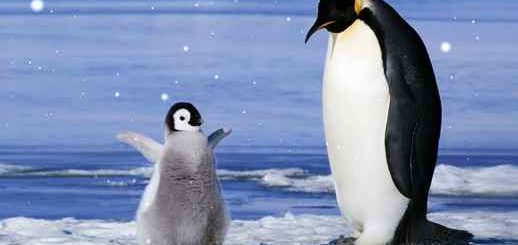 Cute Emperor Penguins