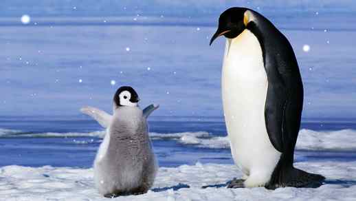 Cute Emperor Penguins