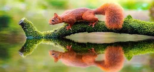 Squirrel Branch Reflection Water