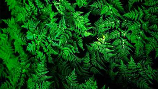 Green Fern Nature