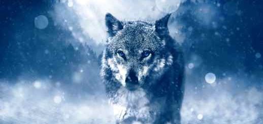 Wolf Blue Eyes SnowFall Wild Nature - Live Wallpaper