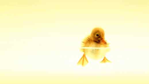 Cute Duckling Swim Water - Animated Background