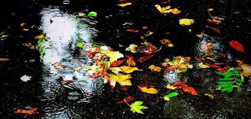 Autumn | Rain | Wet Leaves | Nature 4K Quality