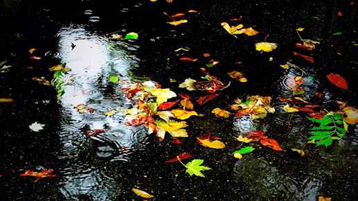Autumn | Rain | Wet Leaves | Nature 4K Quality