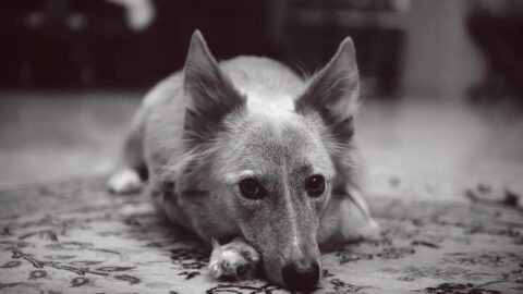 Fluffy Ears Dog Grayscale – Free Live Wallpaper