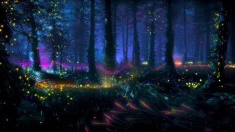 Magic Firelies Forest