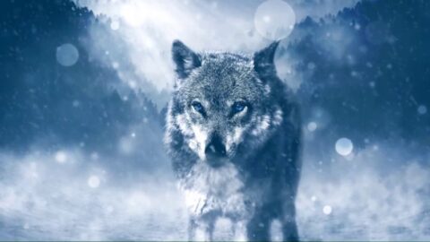Wolf Blue Eyes SnowFall Wild Nature – Live Wallpaper