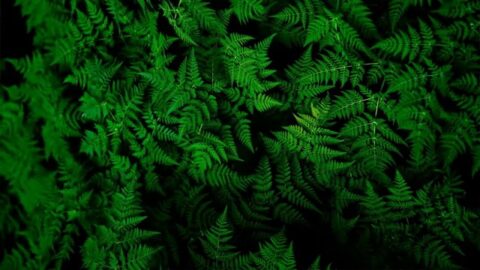 Green Fern Nature Relax