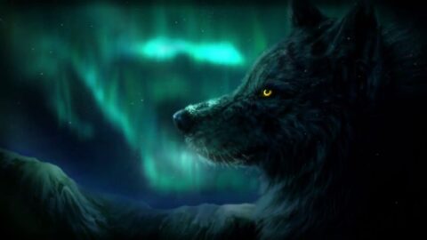 Aurora Borealis Wolf 4K Quality
