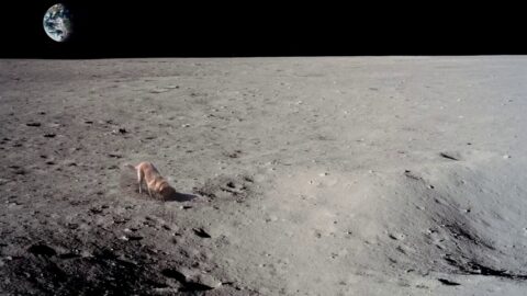 Dog On Moon Digging Holes Funny Desktop