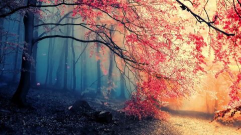 Magic Forest | Cherry Tries | Fantasy Landscape