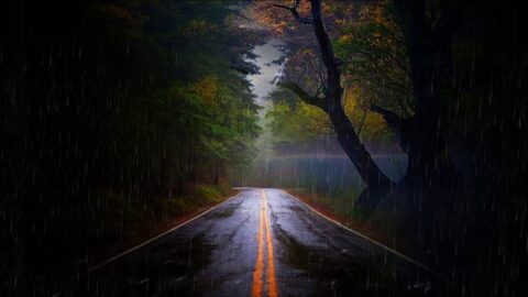 Autumn, Rainy Day, Road, Forest – Live Windows