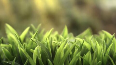 Meadow Green Grass Nature 4K – Animated Desktop