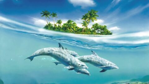 Dolphins Under Island Fantasy World – Live Wallpaper
