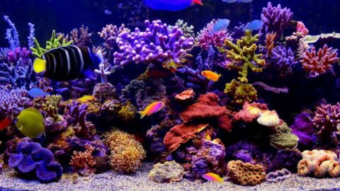 Aquarium Life – Free Live Wallpaper