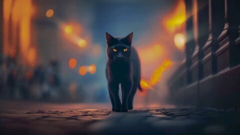 Midnight Prowler – Black Cat